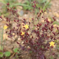 Hypericum japonicum Thunb.